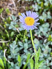 Erigeron glacialis