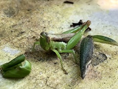 Pseudoxya diminuta
