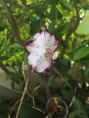 Phalaenopsis