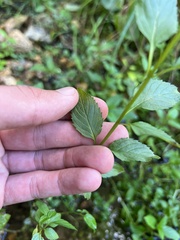 Mentha × piperita