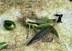 Pseudoxya diminuta