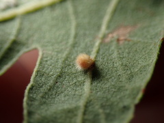 Atrusca trimaculosa