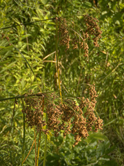 Scirpus cyperinus