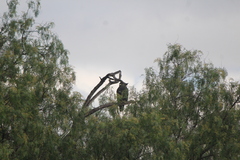 Buteo albonotatus