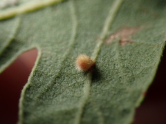 Atrusca trimaculosa