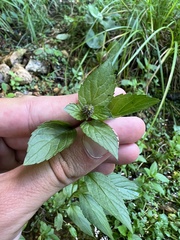 Mentha × piperita