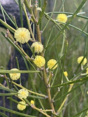 Acacia elongata