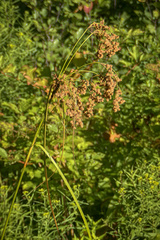 Scirpus cyperinus