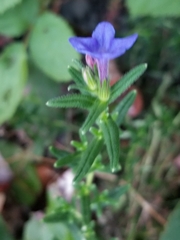 Glandora prostrata