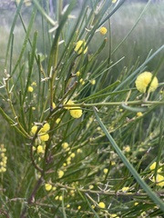 Acacia elongata