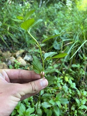 Mentha × piperita