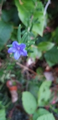 Glandora prostrata