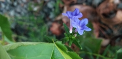 Glandora prostrata