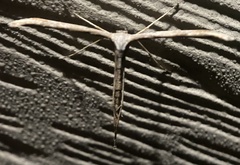 Pterophoridae