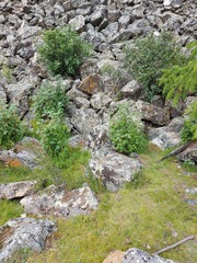 Ribes altissimum