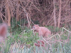 Hydrochoerus hydrochaeris