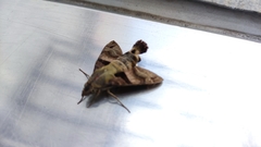 Macroglossum divergens