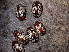 Calligrapha argus