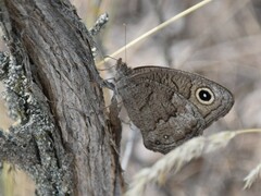 Cercyonis sthenele