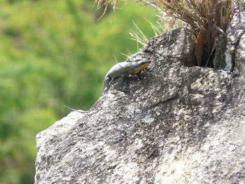 Ansorge’s Rock Skink, Trachylepis ansorgii