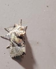 Meropleon diversicolor