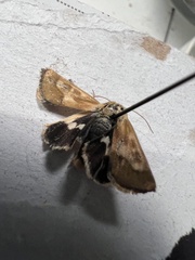 Heliothodes diminutiva