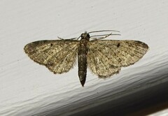 Eupithecia absinthiata