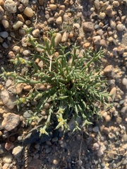 Anabasis brevifolia