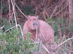Hydrochoerus hydrochaeris