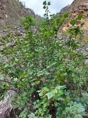 Ribes altissimum