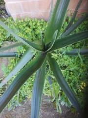 Aloidendron barberae