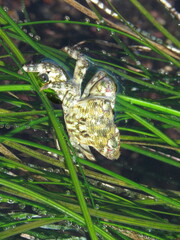 Pachygrapsus crassipes