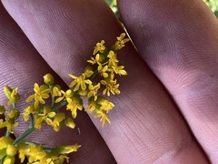 Solidago juncea
