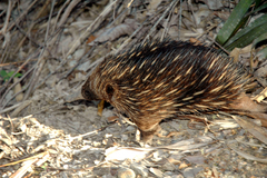Tachyglossus aculeatus