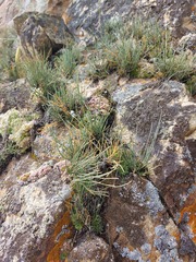 Ephedra monosperma