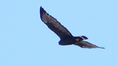 Buteo albonotatus