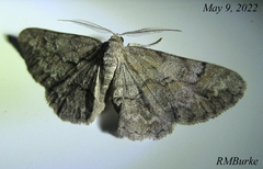 Iridopsis vellivolata