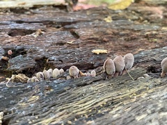 Mycena haematopus