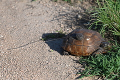 Gopherus berlandieri
