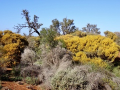 Acacia rigens