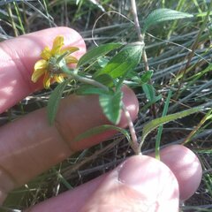 Sanvitalia procumbens