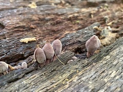 Mycena haematopus