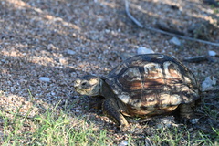 Gopherus berlandieri