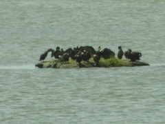 Phalacrocorax carbo