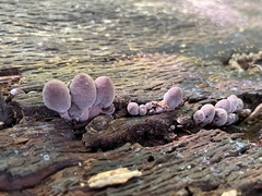 Mycena haematopus
