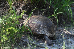 Gopherus berlandieri
