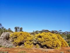 Acacia rigens