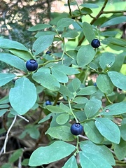 Vaccinium ovalifolium