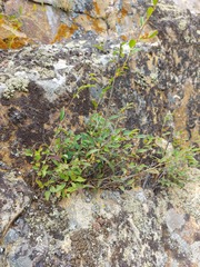 Spiraea flexuosa