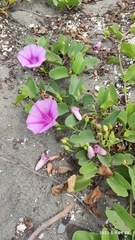 Ipomoea pes-caprae